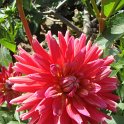 Dahlia x 'Queen'